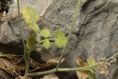 Tordylium pestalozzae