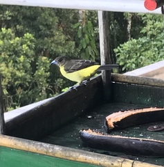 Ramphocelus flammigerus icteronotus