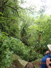 Dracaena aletriformis