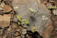 Tordylium pestalozzae