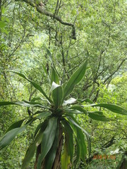 Dracaena aletriformis