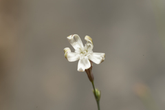 Silene echinospermoides