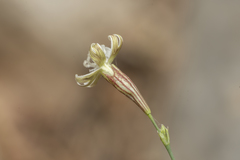 Silene echinospermoides