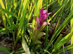 Curcuma zedoaria