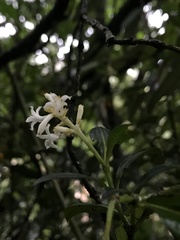 Palicourea boqueronensis