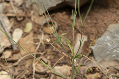 Silene echinospermoides