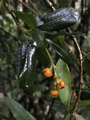Palicourea boqueronensis