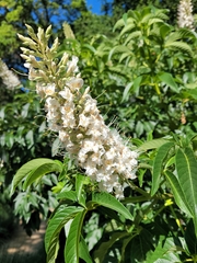 Aesculus californica