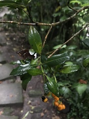 Palicourea boqueronensis