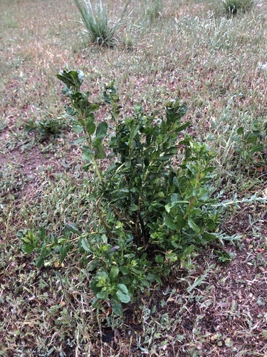 iNaturalist observation photo of coyote brush