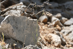 Silene echinospermoides