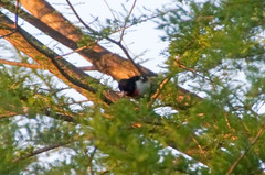 Pheucticus ludovicianus