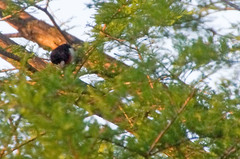 Pheucticus ludovicianus