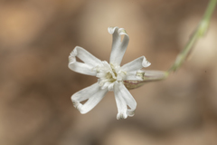 Silene echinospermoides