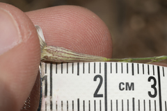 Silene echinospermoides