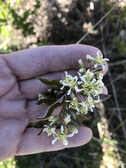 Amelanchier nantucketensis