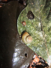 Neocyclotus