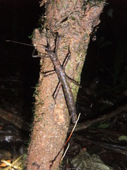 Creoxylus