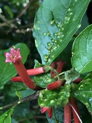 Iochroma fuchsioides