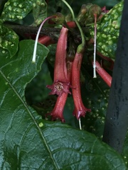 Iochroma fuchsioides