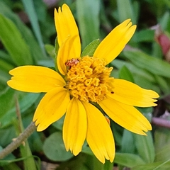 Sphagneticola trilobata