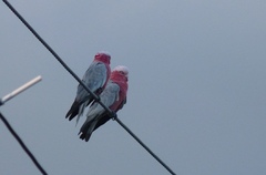 Eolophus roseicapilla albiceps