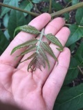 Ailanthus altissima
