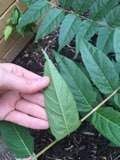 Ailanthus altissima