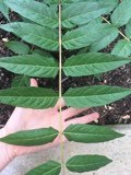 Ailanthus altissima
