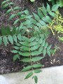 Ailanthus altissima