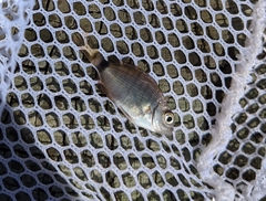 Diplodus holbrookii