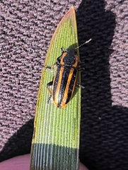 Prasocuris phellandrii