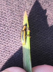 Prasocuris phellandrii