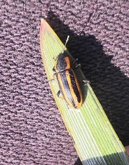 Prasocuris phellandrii