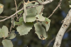 Quercus aucheri