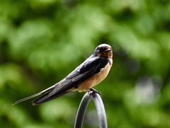Hirundo rustica