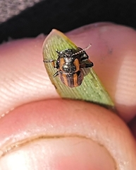 Prasocuris phellandrii