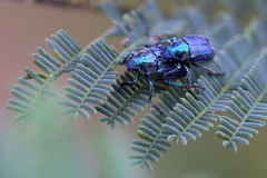 Diphucephala colaspidoides