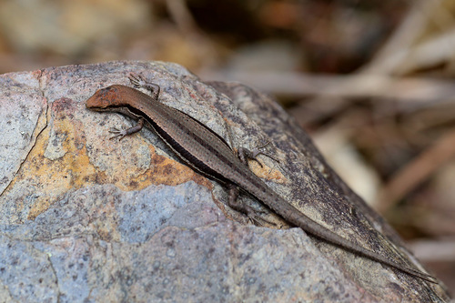 Pale-flecked Garden Sunskink (Lampropholis guichenoti) · iNaturalist