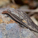 Pale-flecked Garden Sunskink - Photo (c) Erland Refling Nielsen, some rights reserved (CC BY-NC)