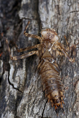 Notoaeschna sagittata