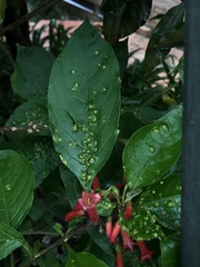 Iochroma fuchsioides