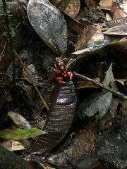 Oophaga solanensis