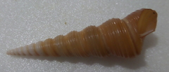 Turritella terebra