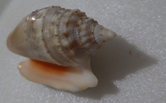 Euprotomus aurisdianae
