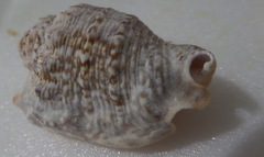 Euprotomus aurisdianae