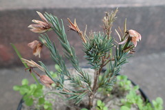 Erica glauca elegans