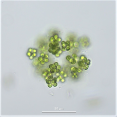 Sphaerocystis