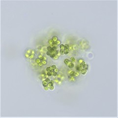 Sphaerocystis