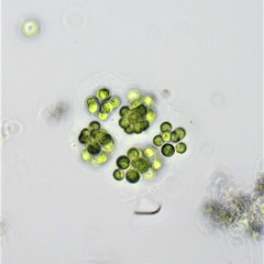 Sphaerocystis